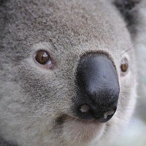Koala bear